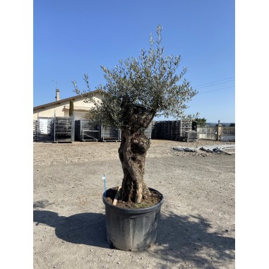 Olivier Bonsaï (Pot de 230 L 180/200...