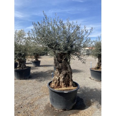Olivier Bonsaï (Pot de 230 L 180/200...