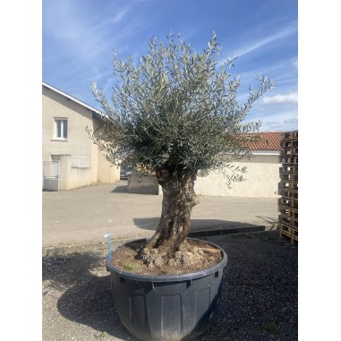 Olivier Bonsaï (Pot de 500 L 180/200...