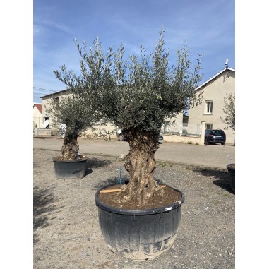 Olivier Bonsaï (Pot de 500 L 180/200...