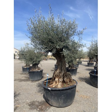 Olivier Bonsaï (Pot de 500 L 180/200...