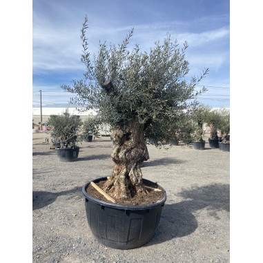 Olivier Bonsaï (Pot de 500 L 180/200...