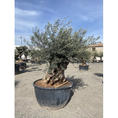 Olivier Bonsaï (Pot de 500 L 180/200...