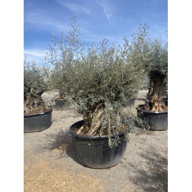 Olivier Bonsaï (Pot de 500 L 180/200...