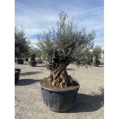 Olivier Bonsaï (Pot de 500 L 180/200...