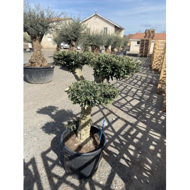 Olivier Pompon (Pot de 110L 180/200...