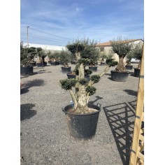 Olivier Pompon (Pot de 110L...