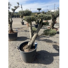 Olivier Pompon (Pot de 110L...