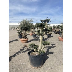 Olivier Pompon (Pot de 110L...