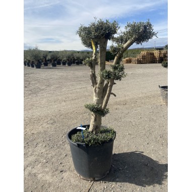 Olivier Pompon (Pot de 110L 180/200...