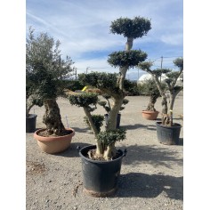 Olivier Pompon (Pot de 110L...