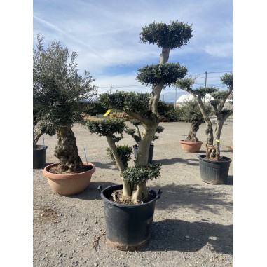 Olivier Pompon (Pot de 110L 180/200...