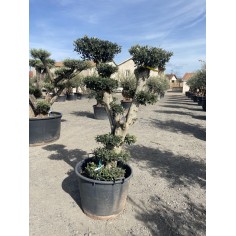 Olivier Pompon (Pot de 110L...