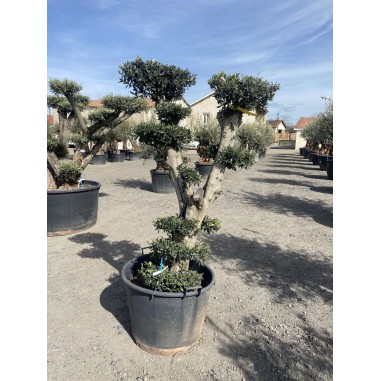 Olivier Pompon (Pot de 110L 180/200...