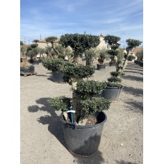 Olivier Pompon (Pot de 110L...