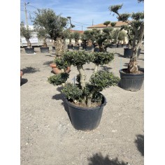 Olivier Pompon (Pot de 110L...