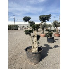 Olivier Pompon (Pot de 110L...