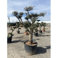 Olivier Pompon (Pot de 130L...