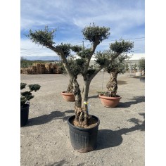 Olivier Pompon (Pot de 130L...