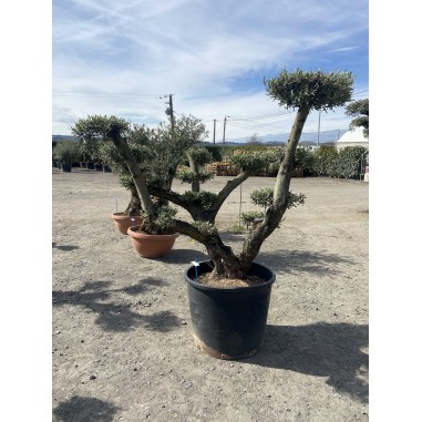 Olivier plateau (Pot de 230L 180/200...