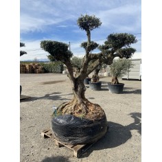 Olivier plateau motte...