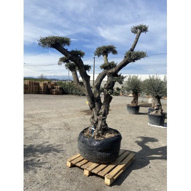 Olivier plateau motte grillagée (...