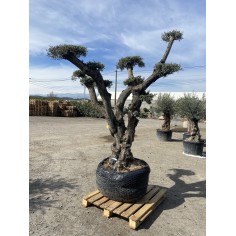 Olivier pompon ( Pot de...