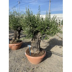 Olivier Bonsaï coupe...