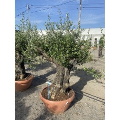 Olivier Bonsaï coupe...