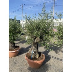 Olivier Bonsaï coupe...