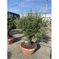 Olivier Bonsaï coupe...