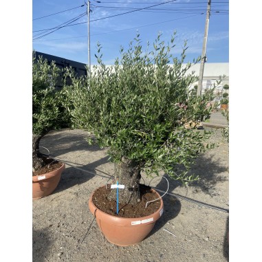 Olivier Bonsaï coupe terrine 72cm...