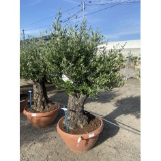 Olivier Bonsaï coupe...