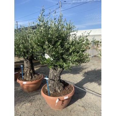 Olivier Bonsaï coupe terrine 72cm...