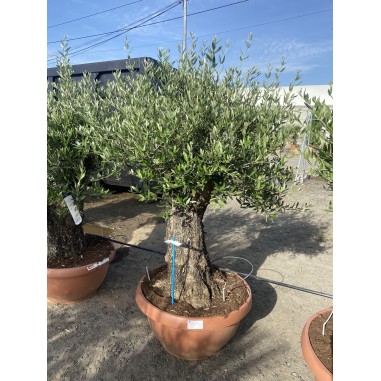 Olivier Bonsaï coupe terrine 72cm...