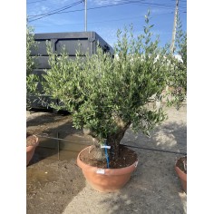 Olivier Bonsaï coupe...