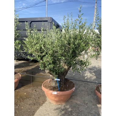 Olivier Bonsaï coupe terrine 72cm...