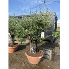 Olivier Bonsaï coupe...