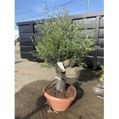 Olivier Bonsaï coupe...